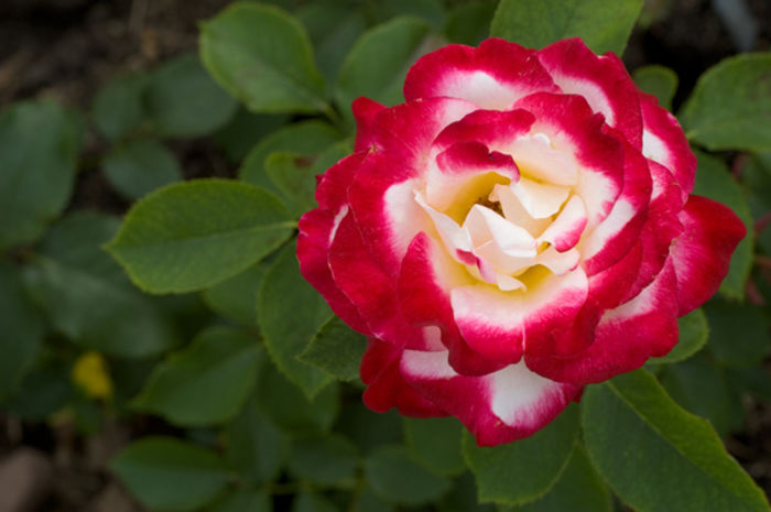 TRANDAFIR DOUBLE DELIGHT - Trandafirul comorii