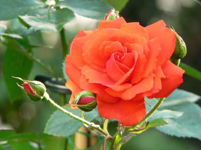 Rosa Ave Maria - Trandafirul comorii