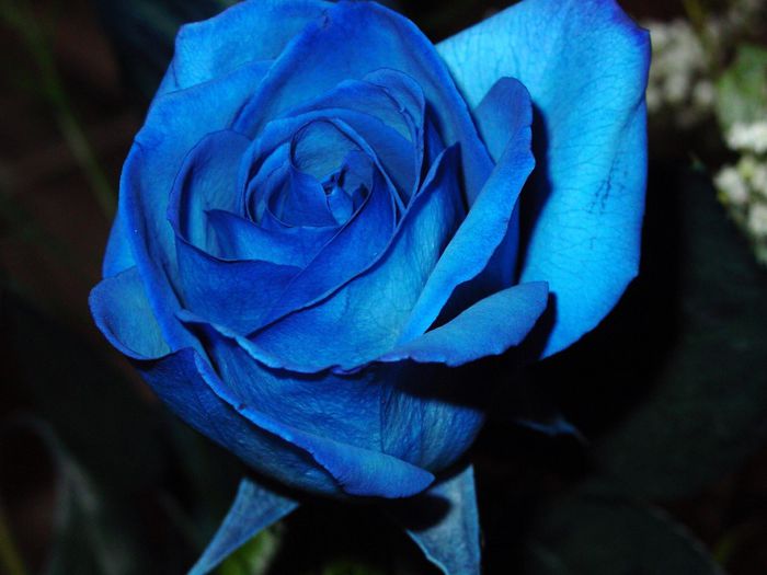 Blue Rose - Trandafirul comorii