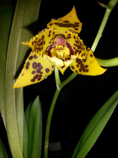 Odontocidium Hansueli Isler 2015.10.09 2 - odontocidium hansueli isler