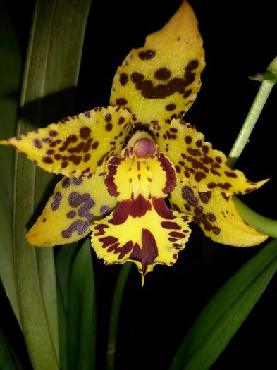 Odontocidium Hansueli Isler 2015.10.09 3 - odontocidium hansueli isler