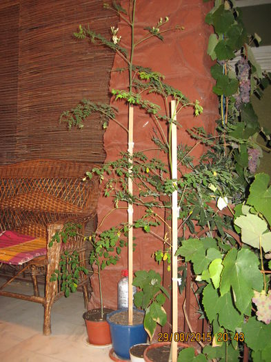 Picture 4211 - Arborele vietii- Moringa oleifera
