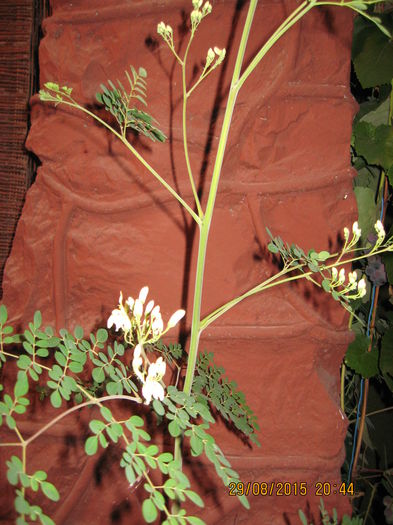 Picture 4212 - Arborele vietii- Moringa oleifera