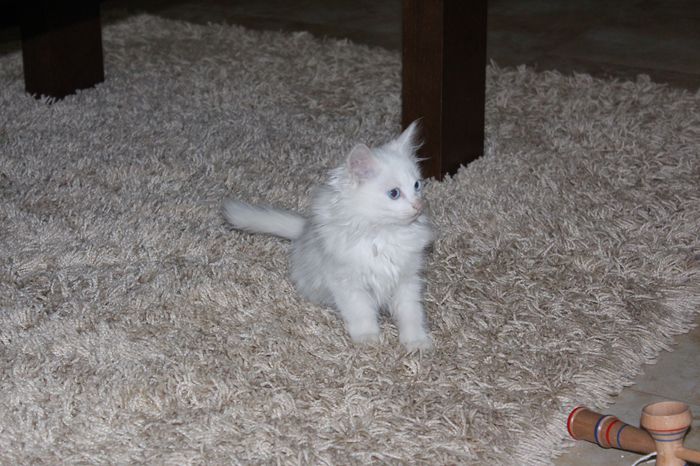 motanel - zzz Pisicile noastre