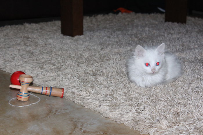 motanel - zzz Pisicile noastre