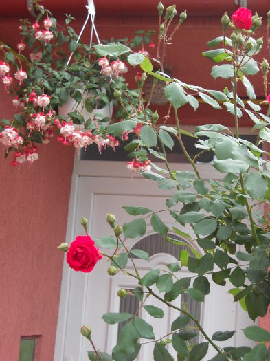 190 - FUCHSIA 2011-2020