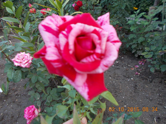 NR.30 bulgaresc/HELEN15