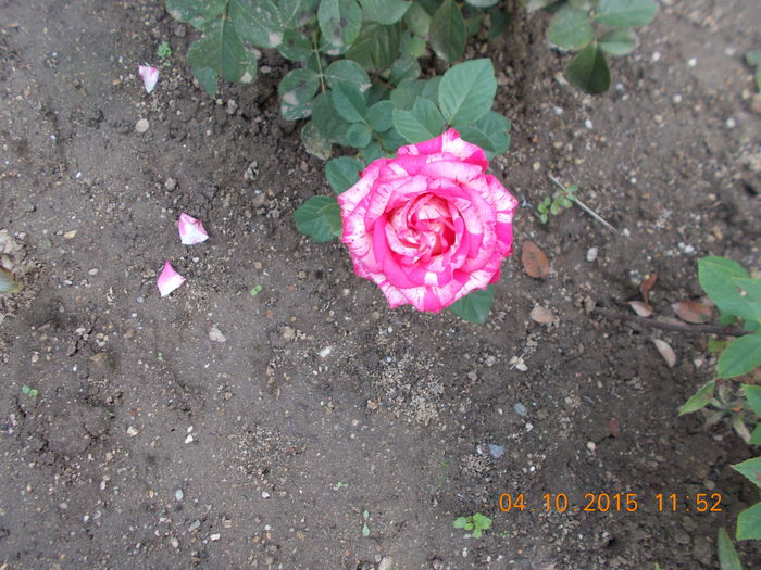 NR.39 bulgaresc/HELEN15 - Trandafiri 2015