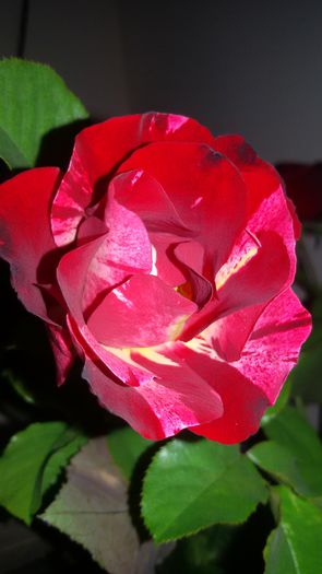 20151009_103935 - Crazy for You Fourth of July rose