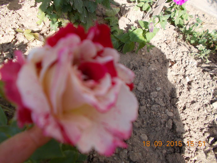 DSCN0057 - Trandafiri 2015