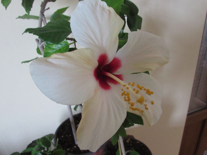 039 - Hibiscus 2015 -2