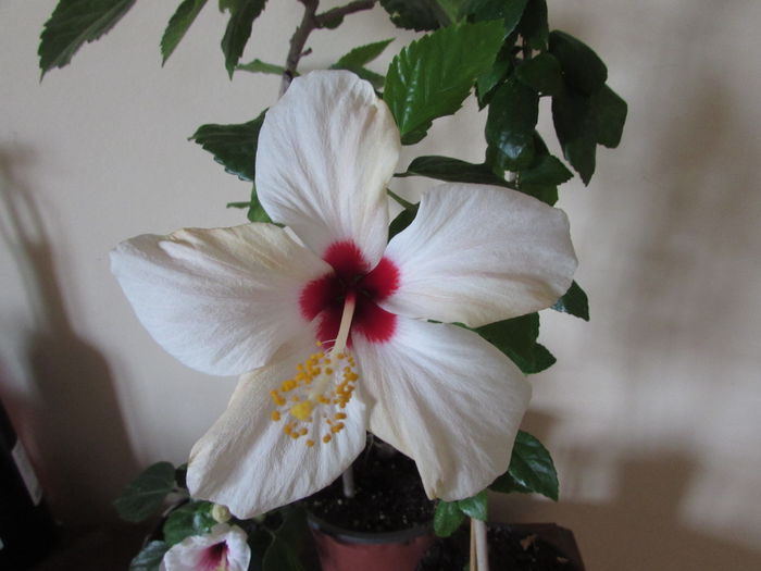 038 - Hibiscus 2015 -2