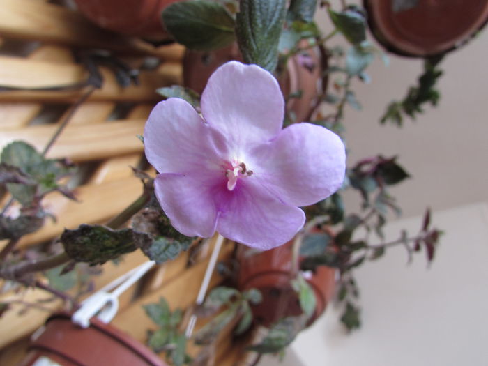 peach blossom