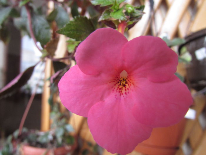 Jay dee Pink