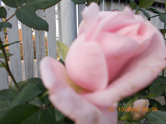 DSCN0415 - Trandafiri 2015