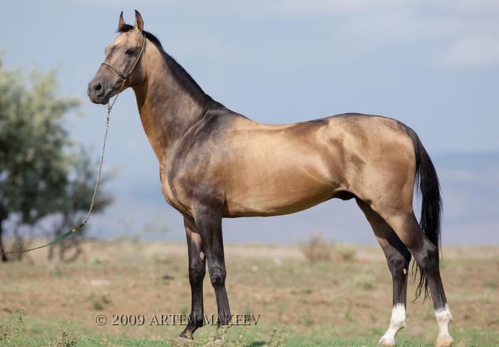 Cal frumos si atletic