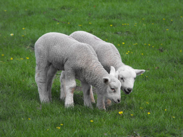 Dolofanii mielusei-54