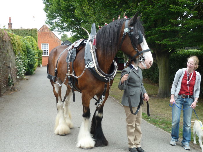 Femeile si caii Shire-35