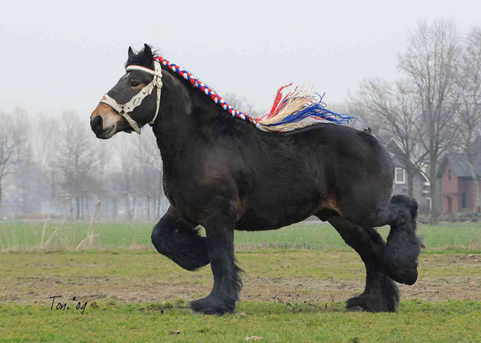 Semigreu de semigreu-88t