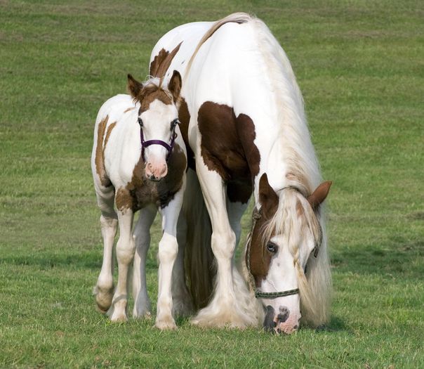 Deosebiti de deosebiti