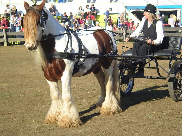 Femeia fericita cu trasura