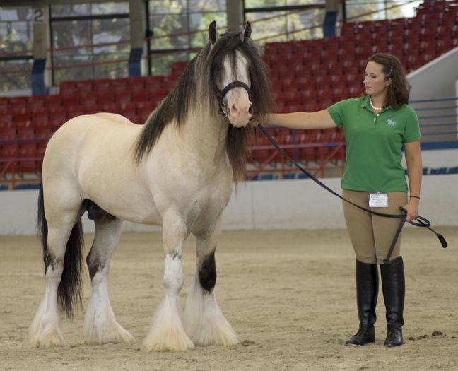 Femeia si calul superb-002