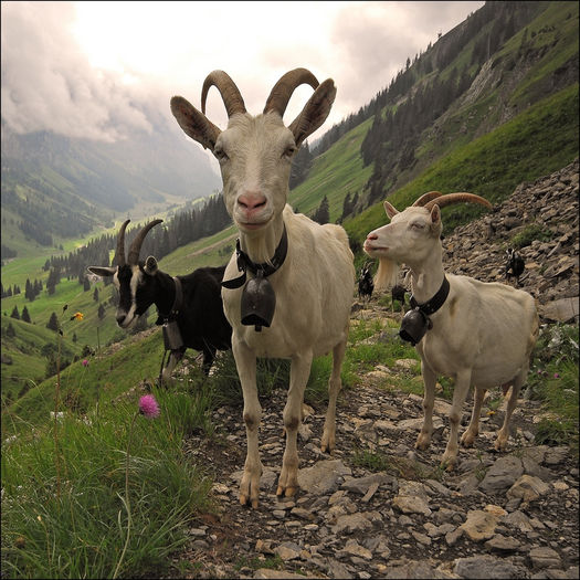 La pasune pe munti-7yy