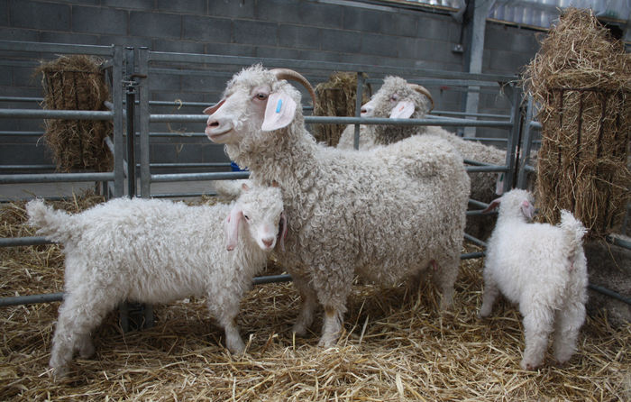 Oitele de lana fina-756