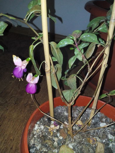 Fuchsia pierduta