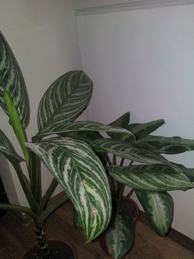 Surorile Aglaonema