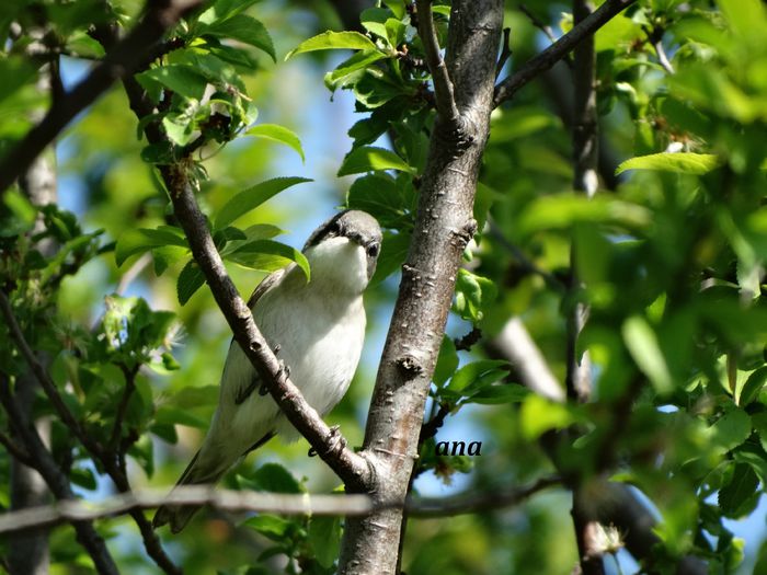 fata-n fata - 1-cele mai cele - poze pasari