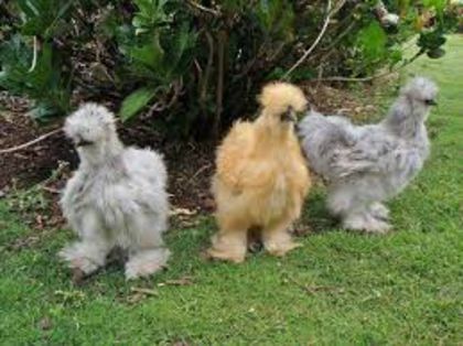 silkie sau gainile de matase - pasari de rasa-gaini