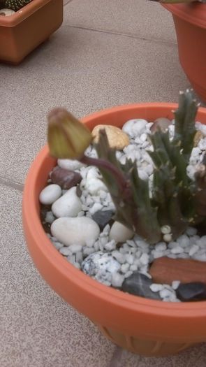Stapelia berlinensis, boboc
