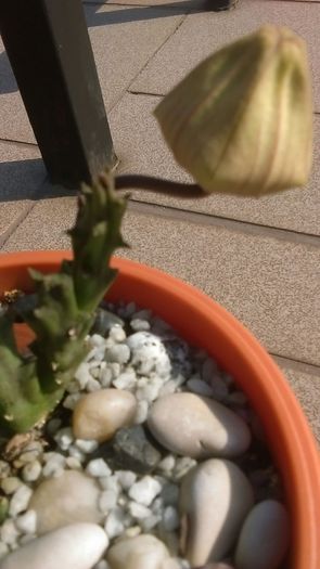 Stapelia berlinensis