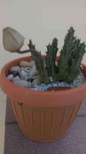 Stapelia berlinensis