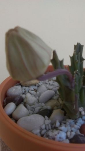Stapelia berlinensis