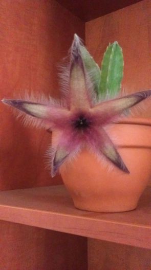 Stapelia gettleffii - Cactusi si alte suculente 2015