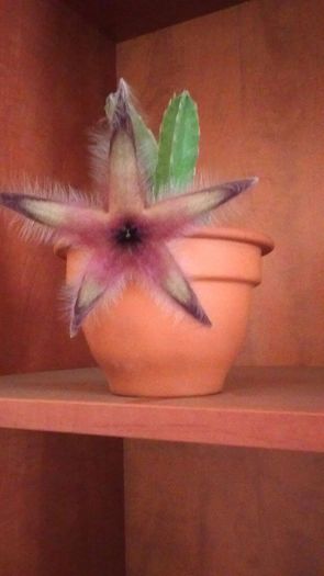 Stapelia gettleffii - Cactusi si alte suculente 2015