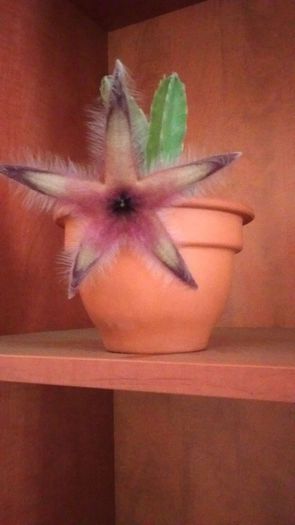 Stapelia gettleffii