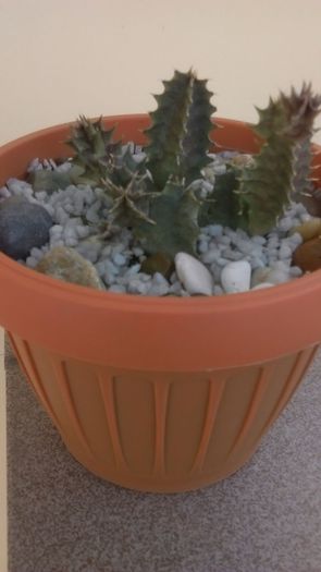 Huernia zebrina v. magniflora