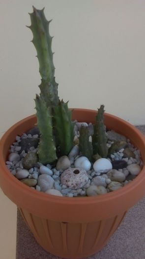 Orbea variegata & Stapelia hb. comparabilis