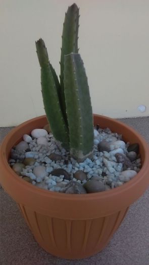Stapelia grandiflora