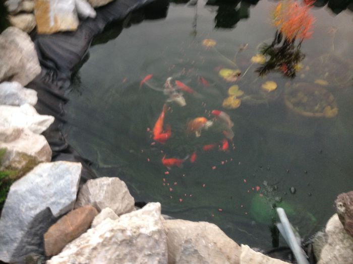 image - Iazul Cu Pesti