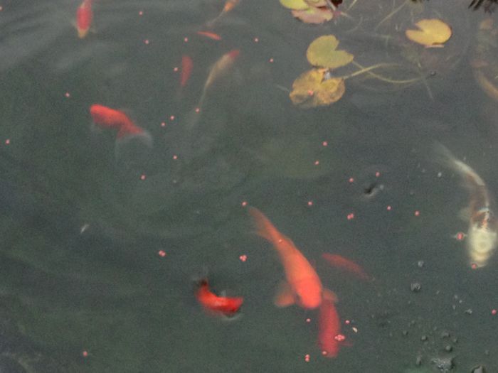 image - Iazul Cu Pesti