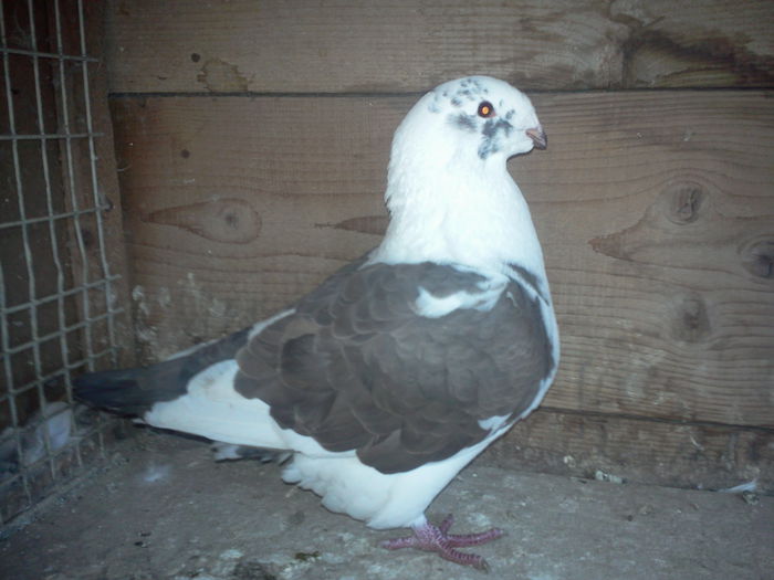 Fotografie0394femela 2013vinduta; femela 2013
