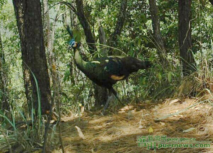 Provincie Yunnan - de sud Puer - paun verde salbatice in china