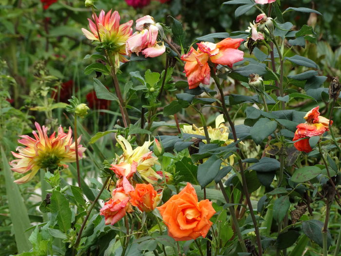 DSC00637