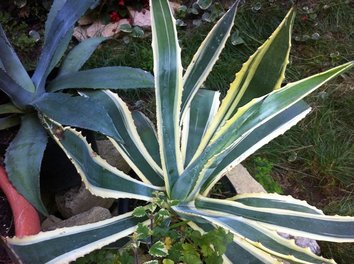 image - AGAVE