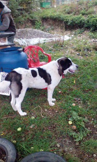 IMG_20151010_122244 - MURES 8luni