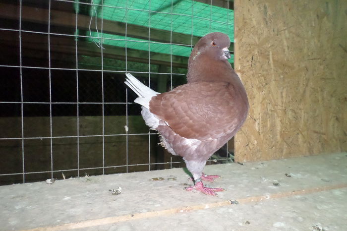SAM_7175 - kingi 2015